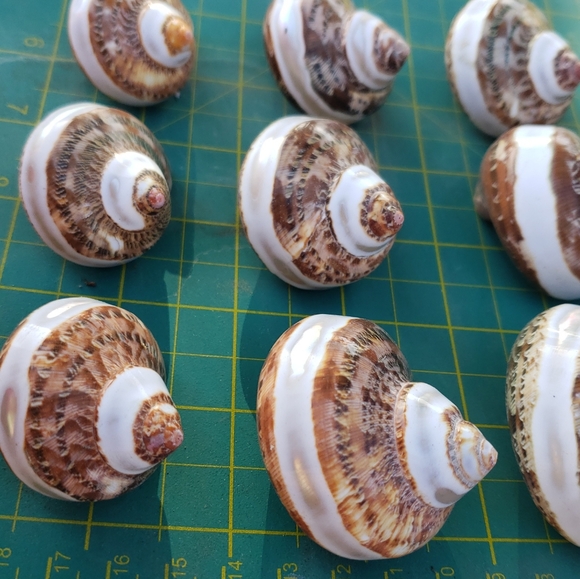 COPY - TAN BROWN TURBO BANDED for hermit crab, art, craft - Picture 3 of 6